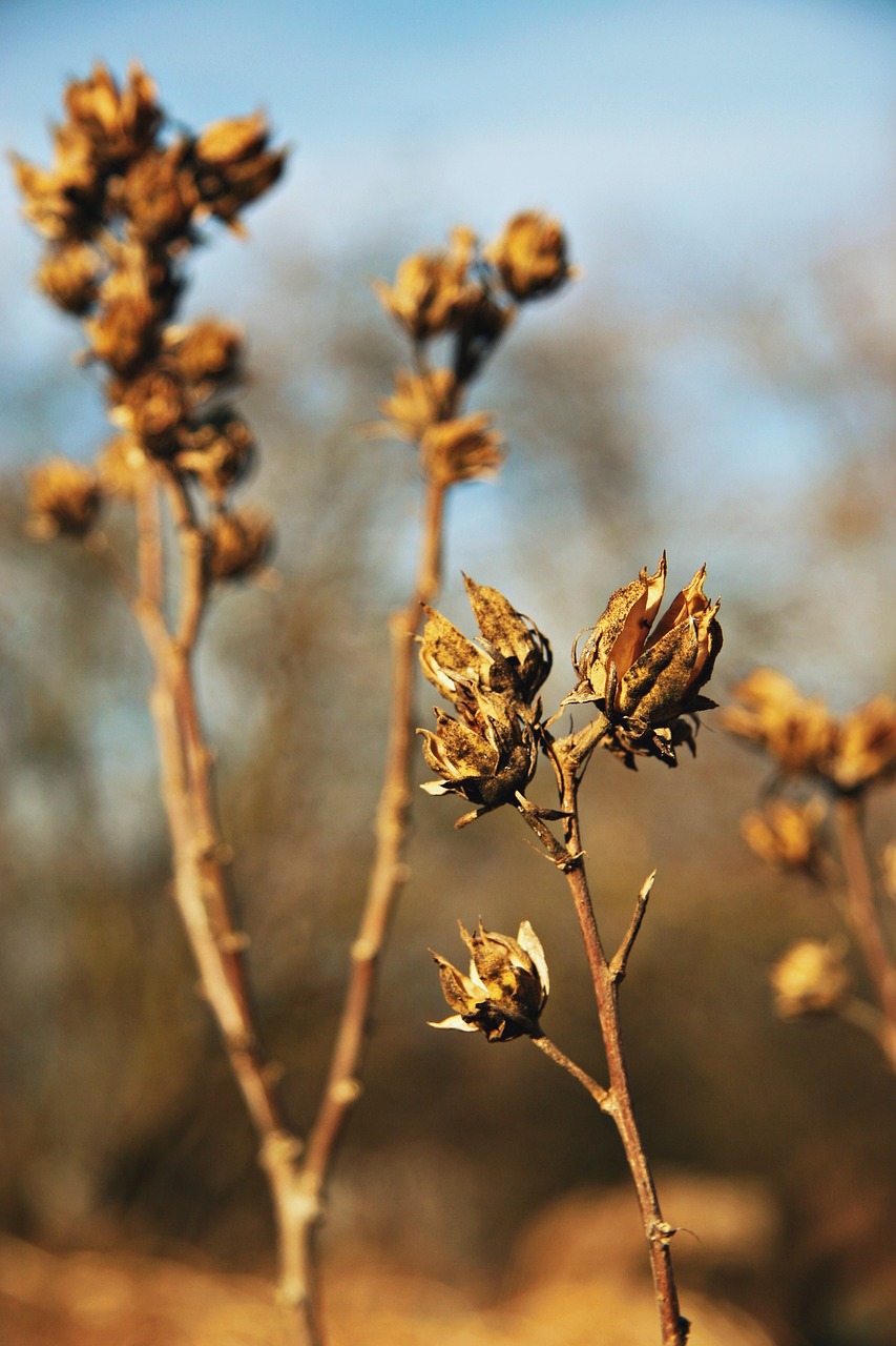 flower drought winter free photo