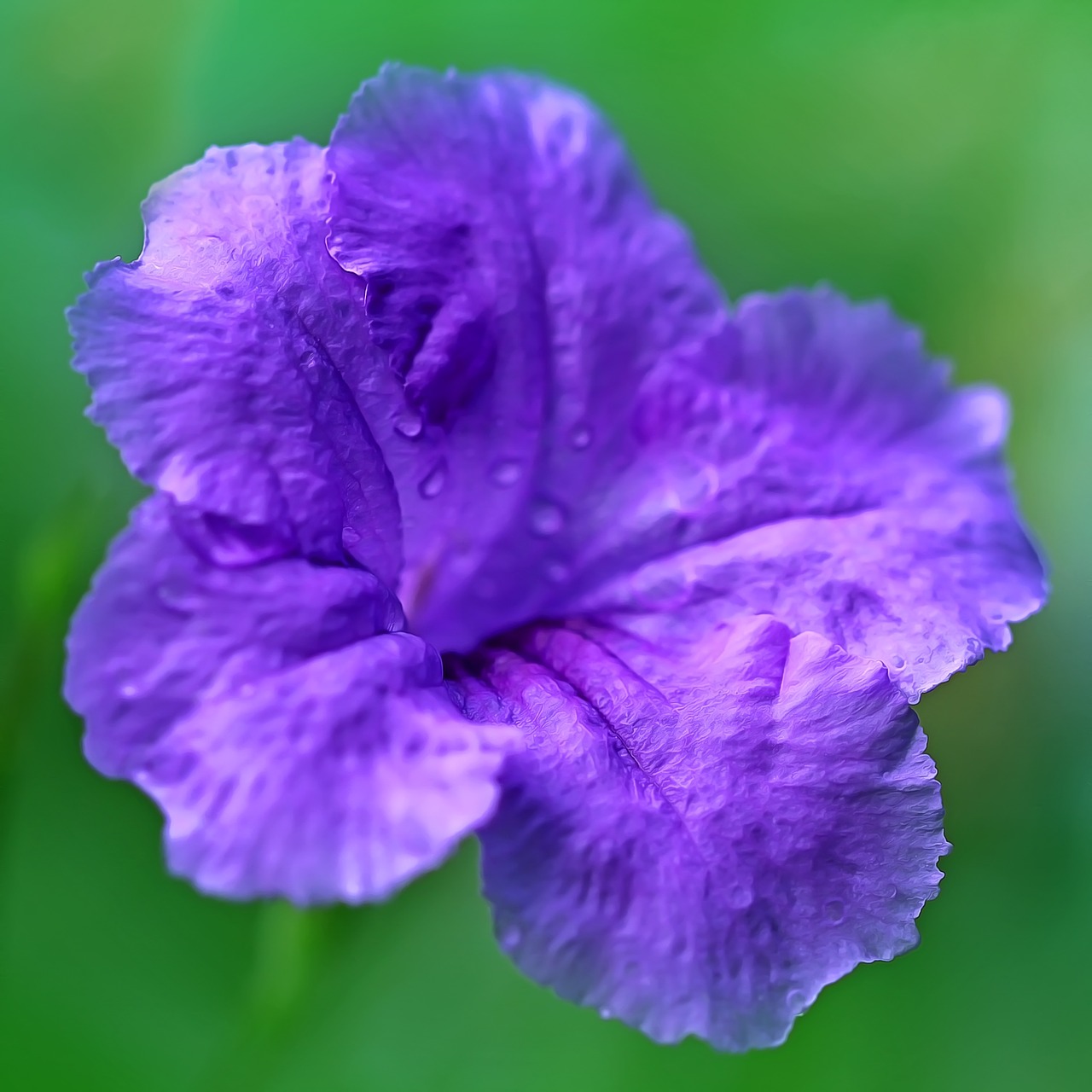 flower purple purple flower free photo