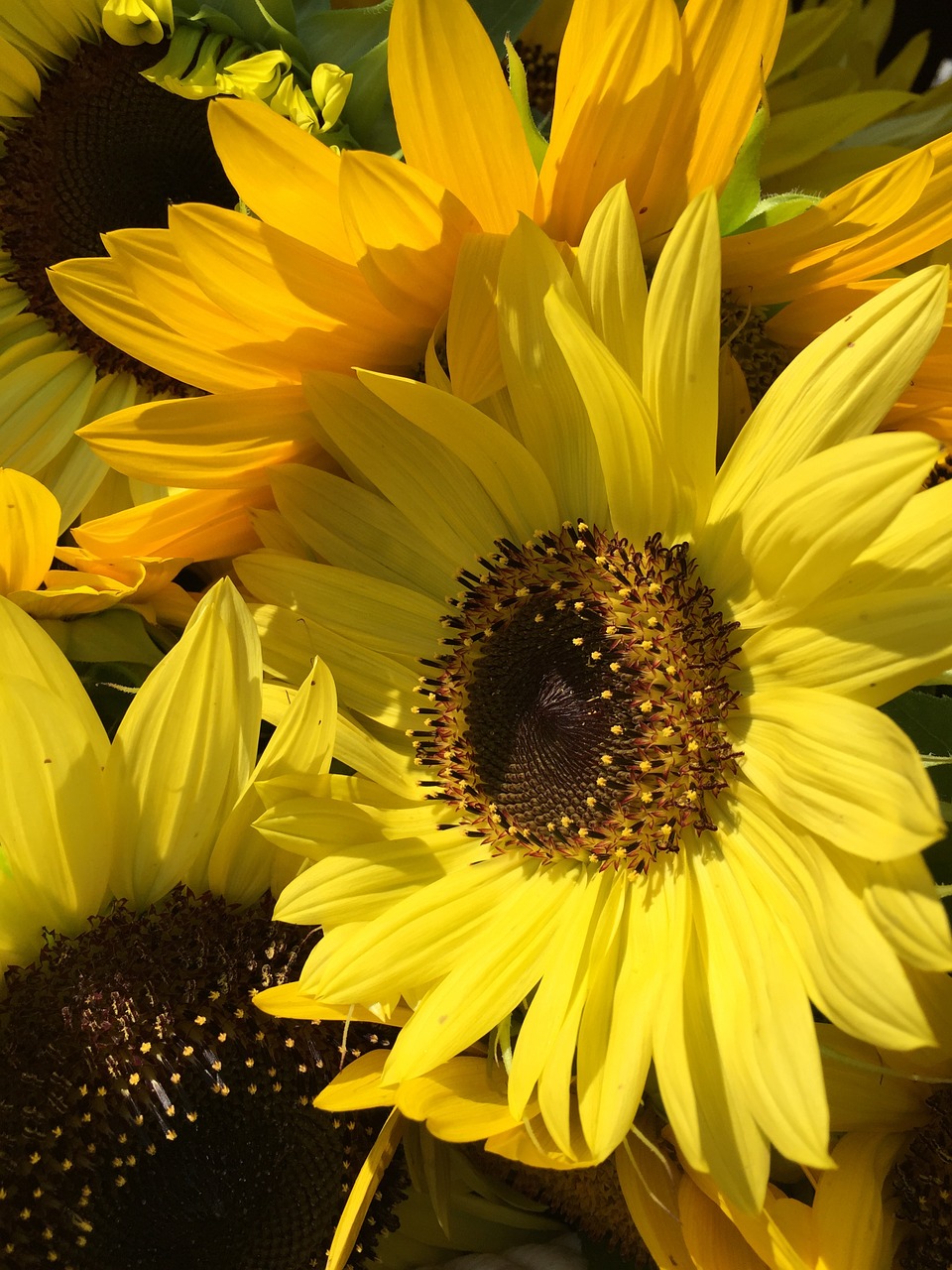 sunflower flower yellow free photo