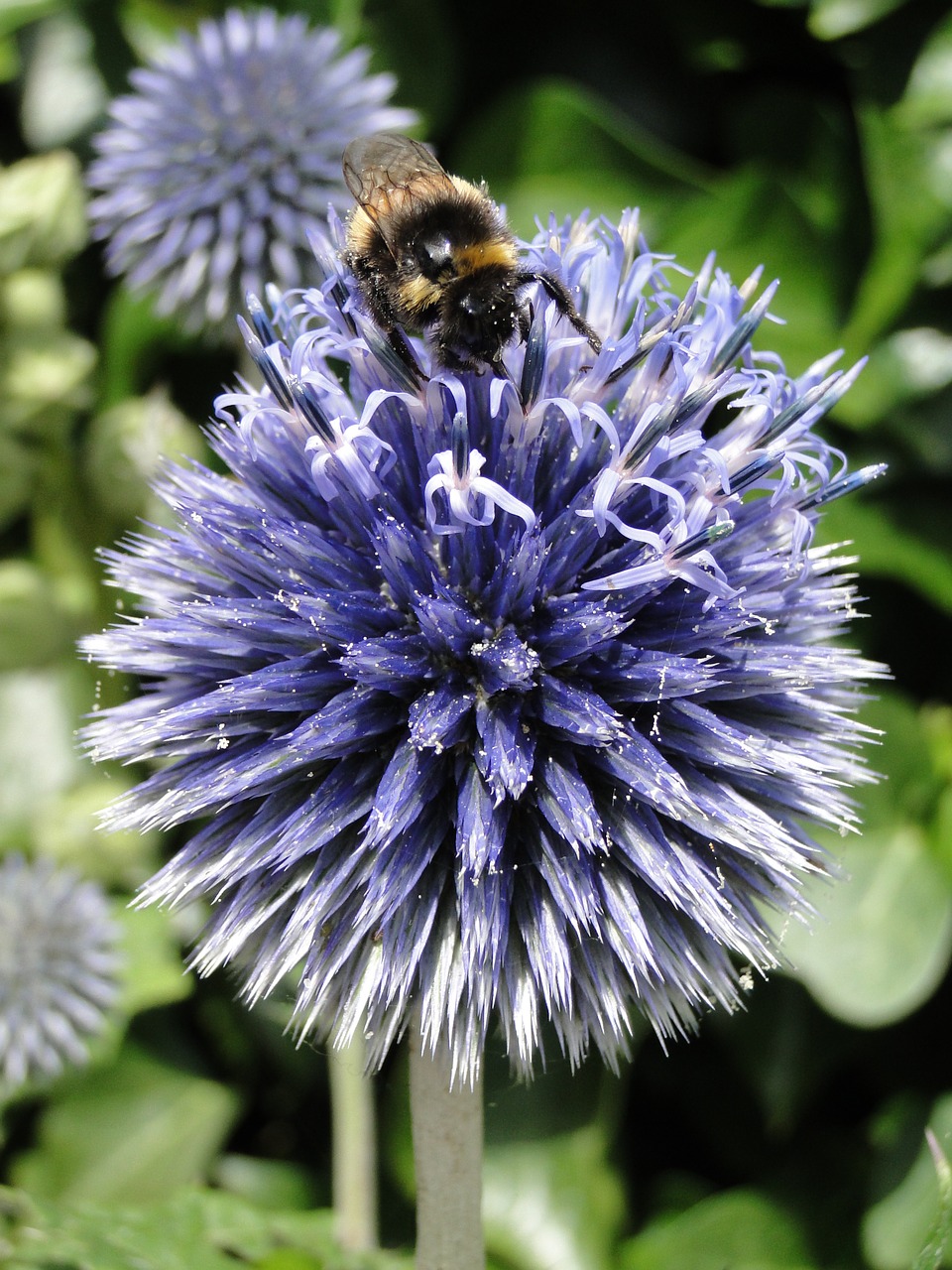 flower bee insect free photo