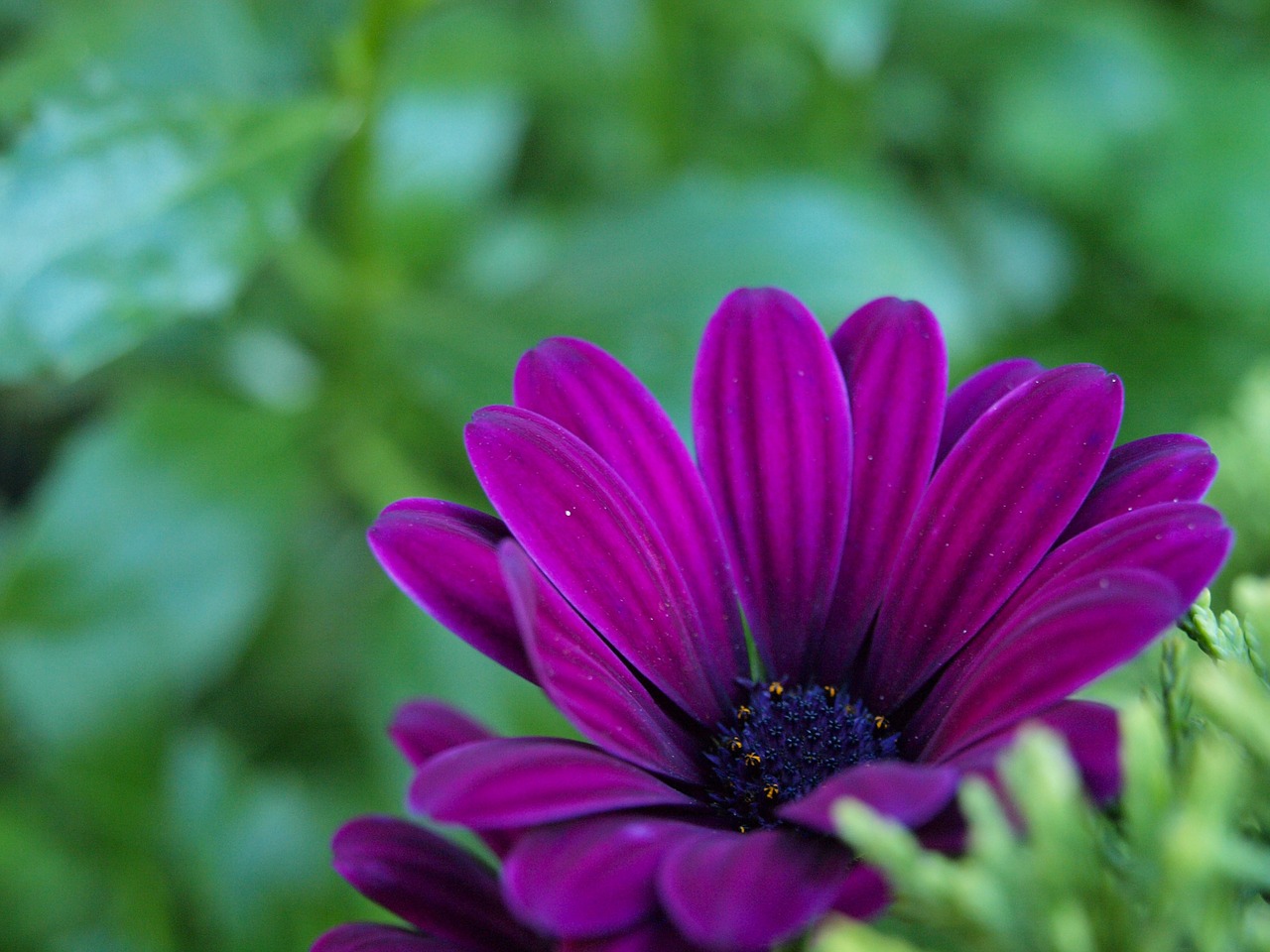 daisy purple flower nature free photo