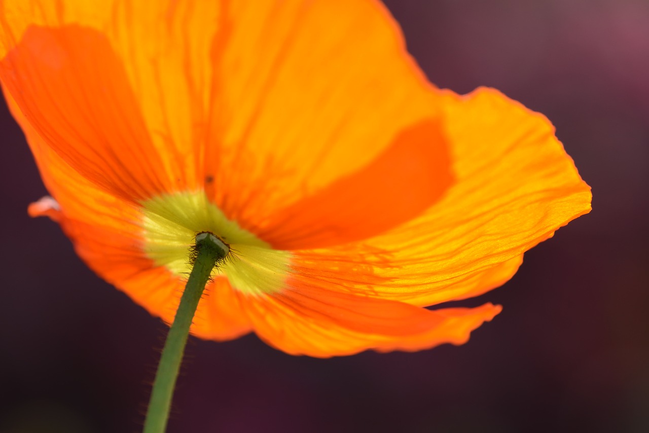 red poppy flower photo free photo