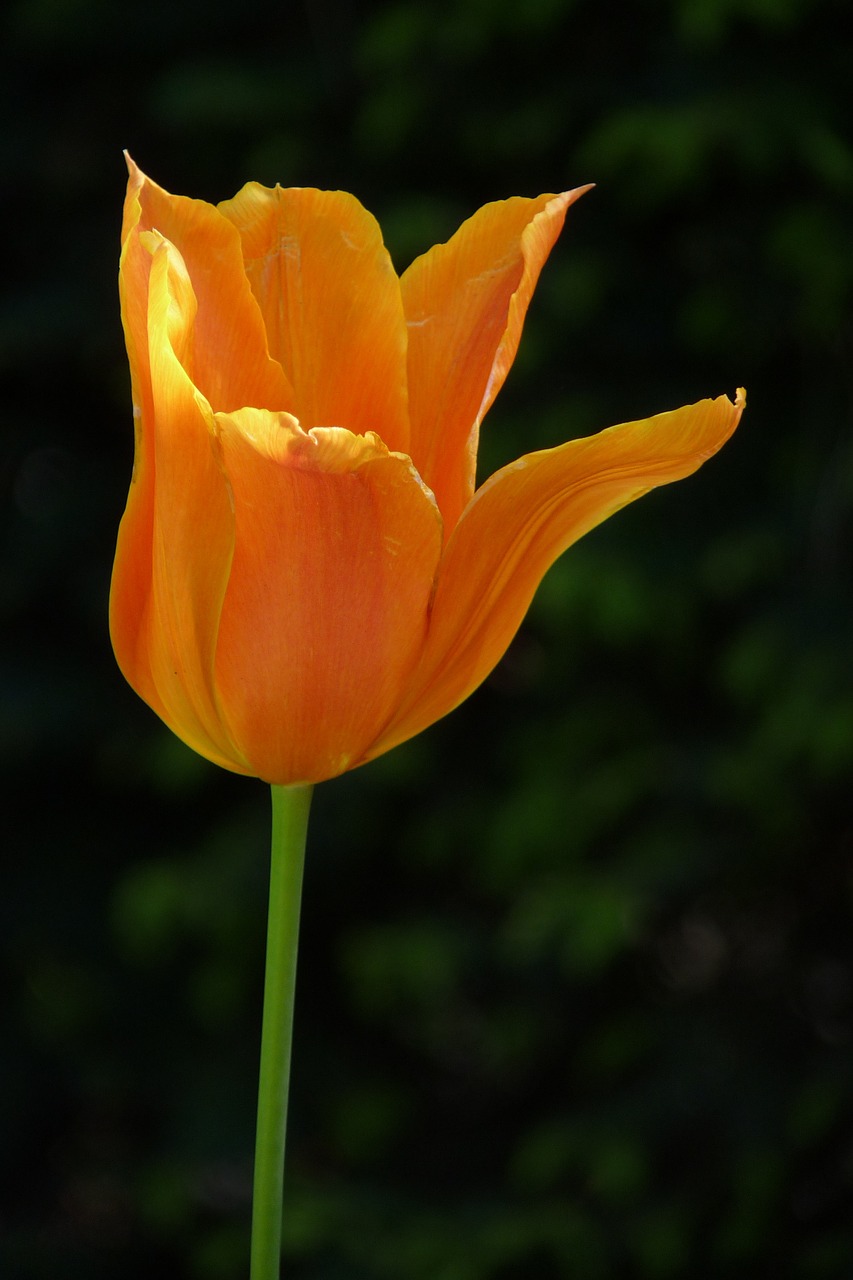 flower tulip orange free photo