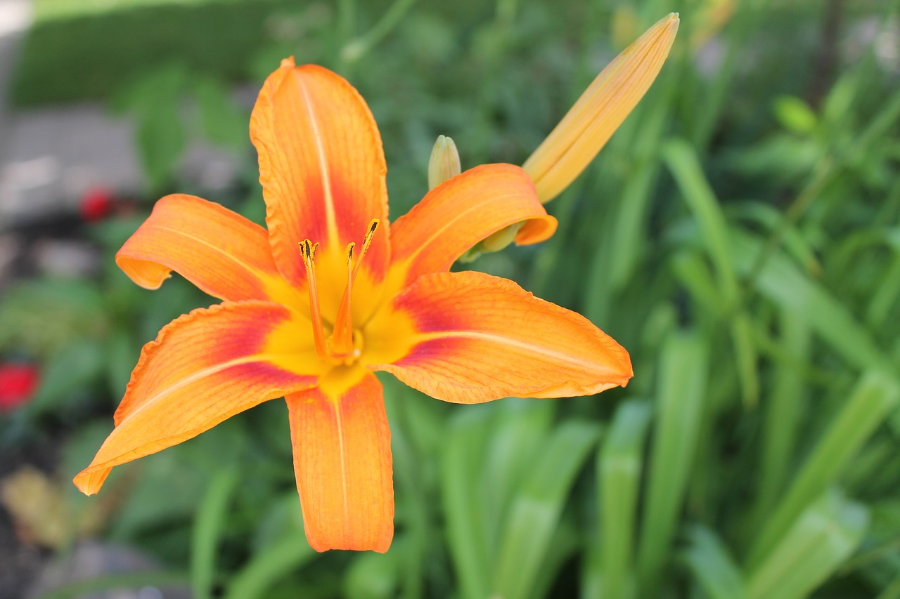 flower lily day lily free photo