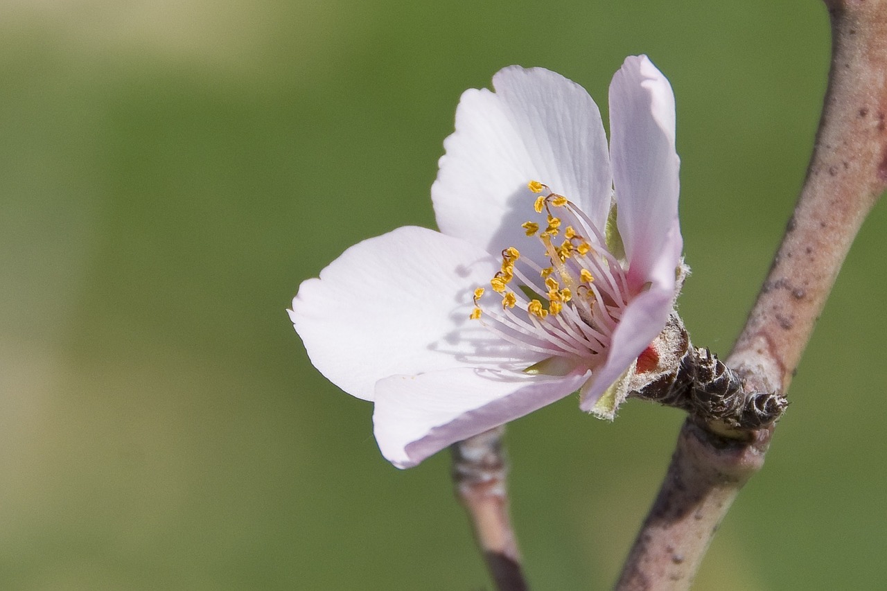 flower almond spring free photo