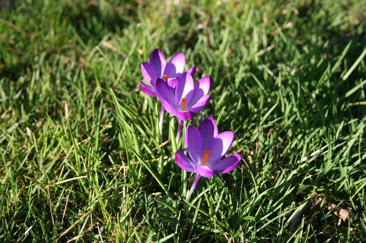 flower plant garden free photo