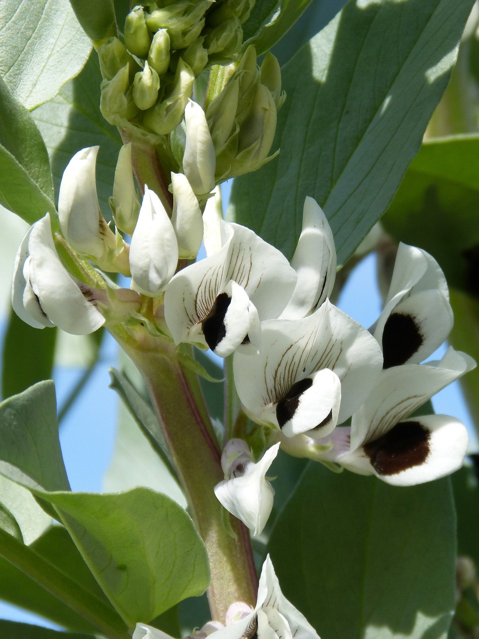 flower habera beans free photo