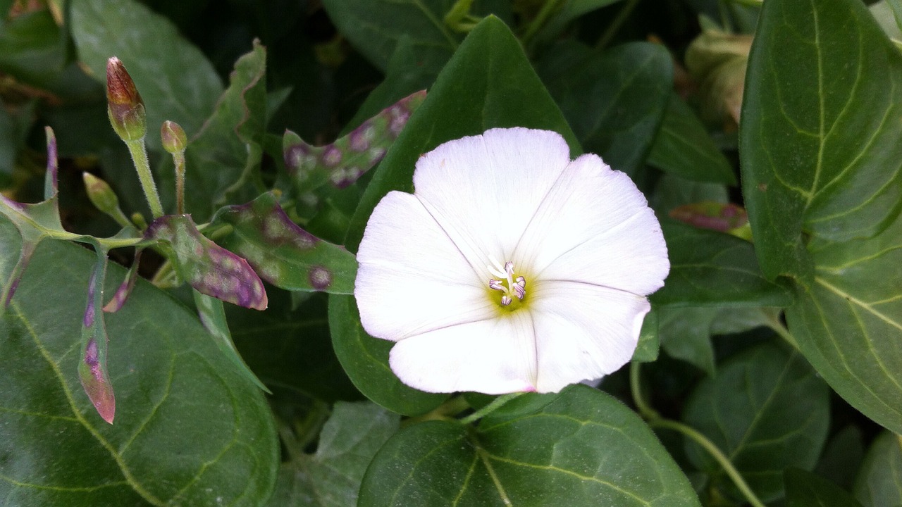 flower white natural free photo