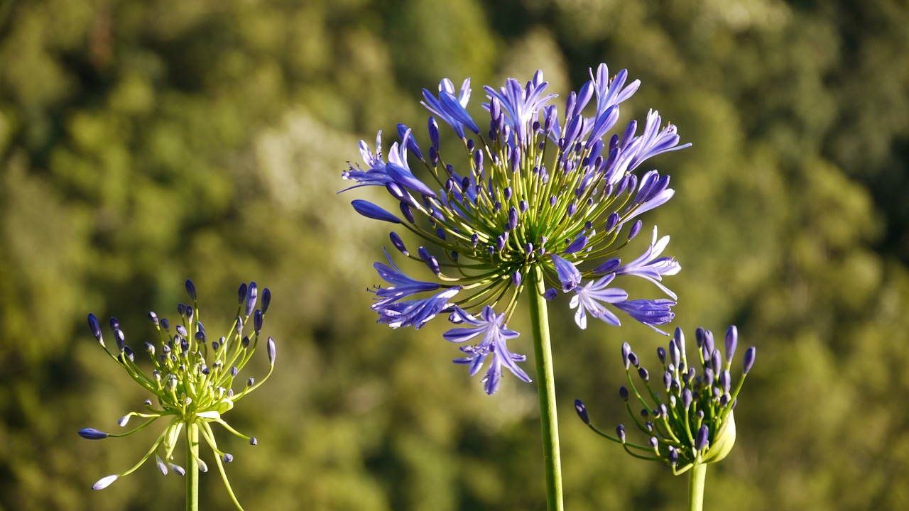 jewelry lilies agapanthus love flowers free photo