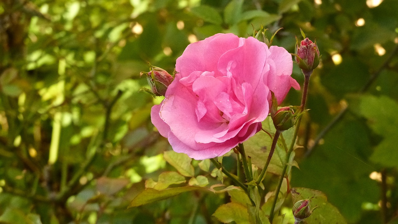 flower pink rest free photo