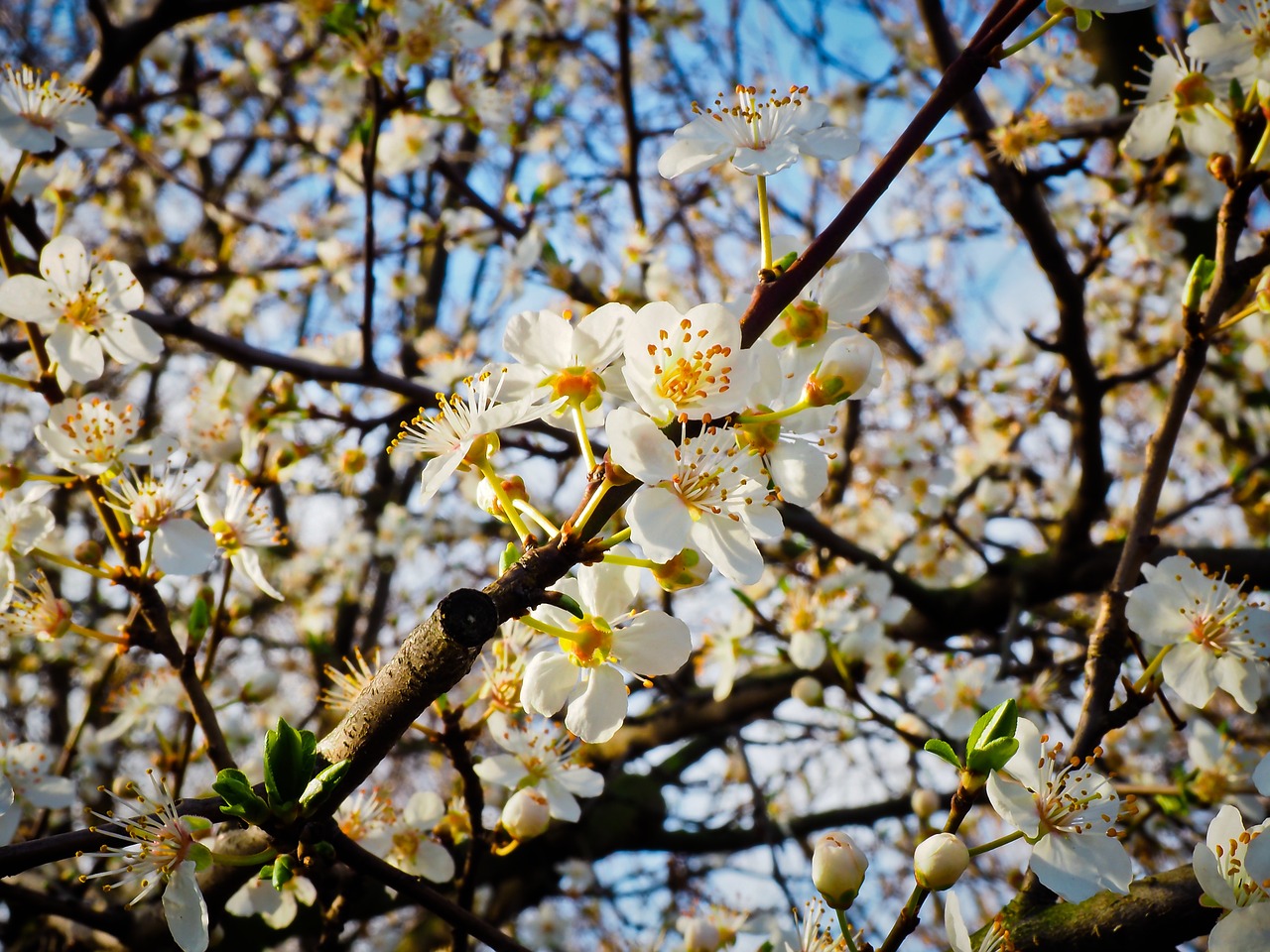 flower schlehe spring free photo