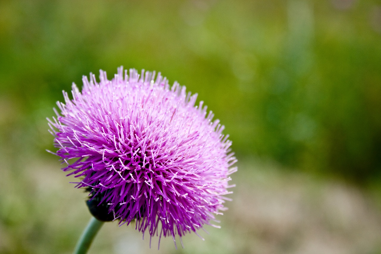 thistle flower foliage free photo