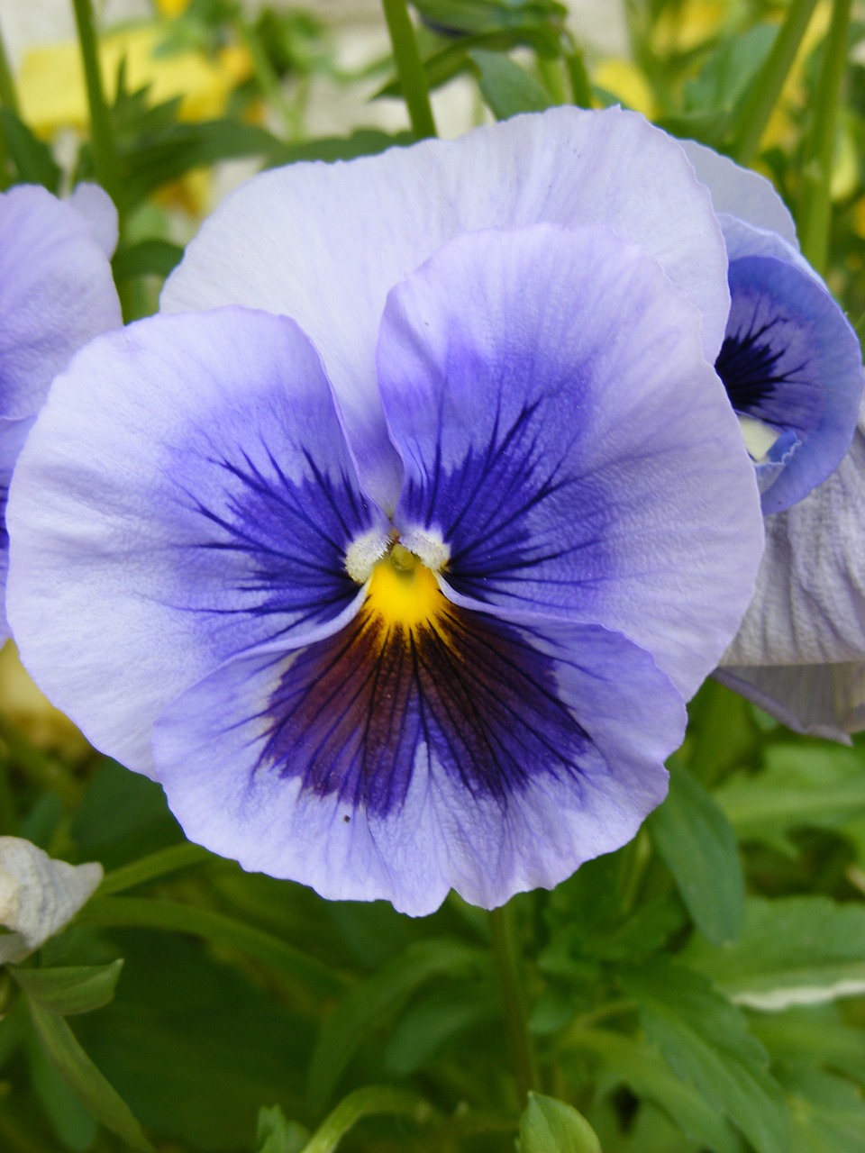 flower pansy spring free photo