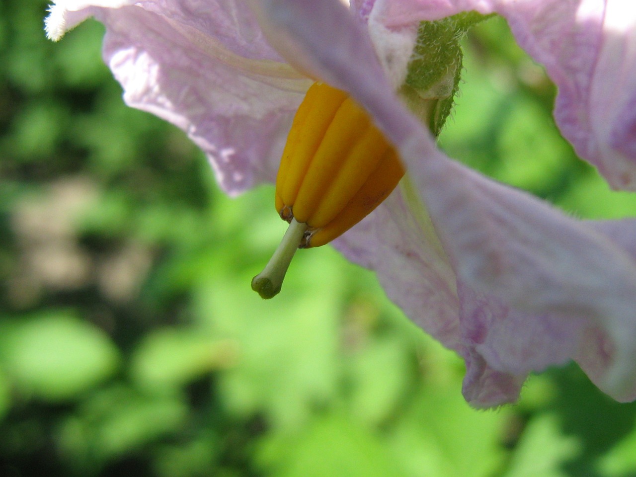 flower potatoes summer free photo