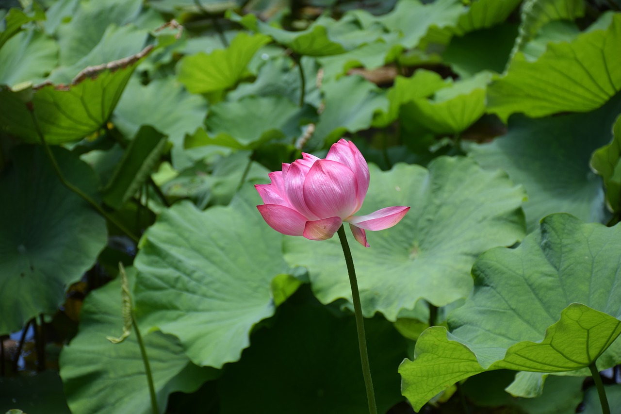 flower lily water free photo