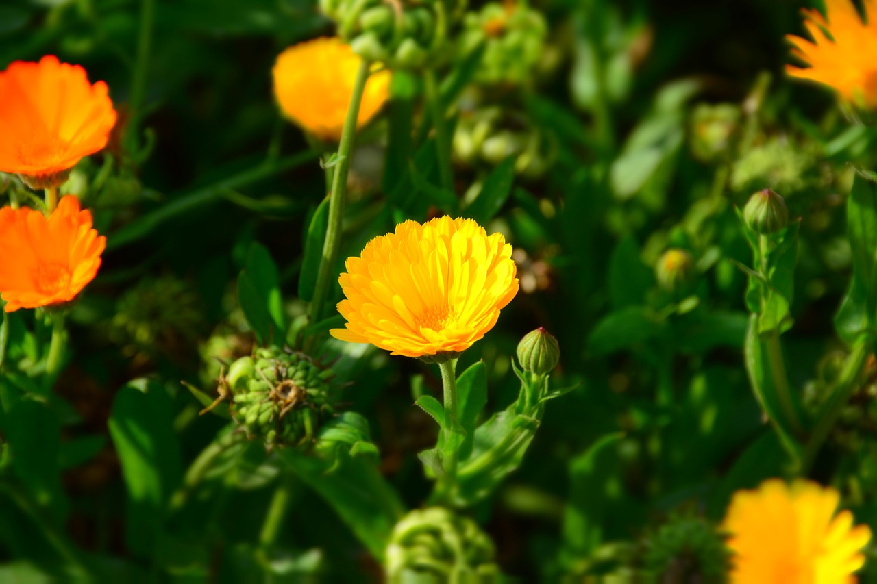 flower nature yellow free photo