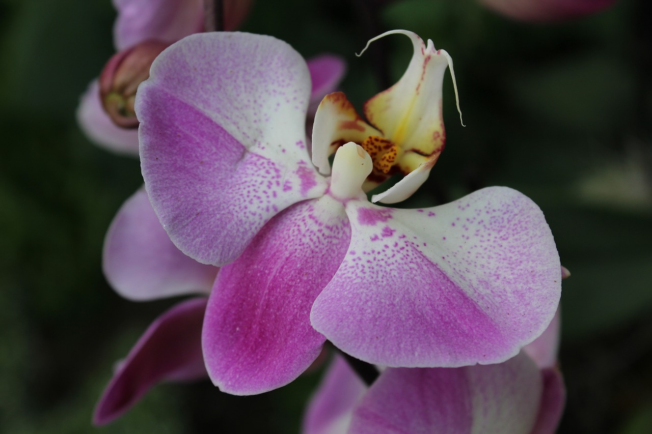 flower orchid petal free photo