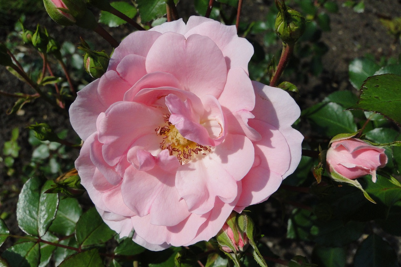 flower rose pink free photo