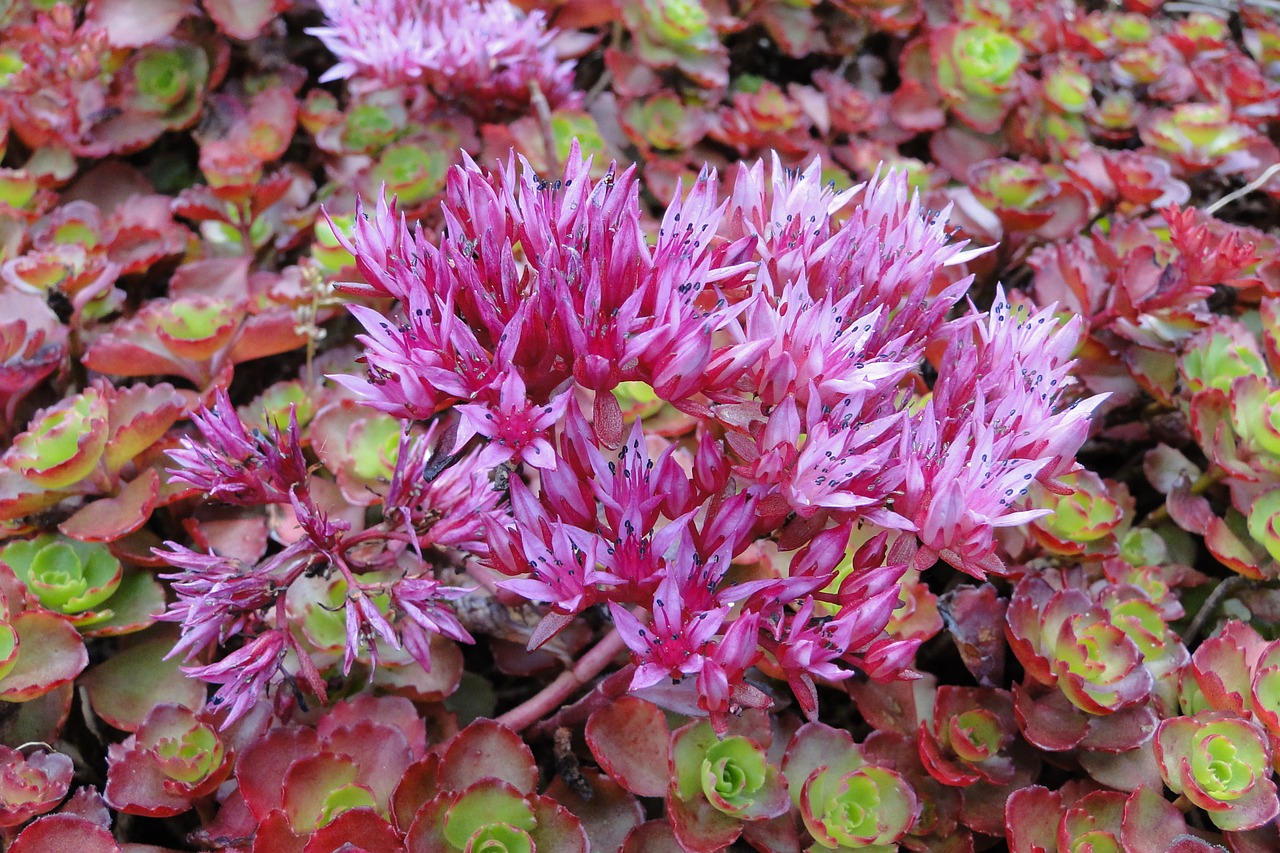 flower pink the petals free photo