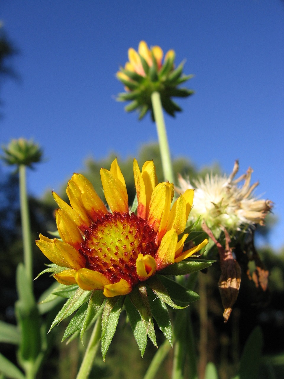 flower yellow red free photo