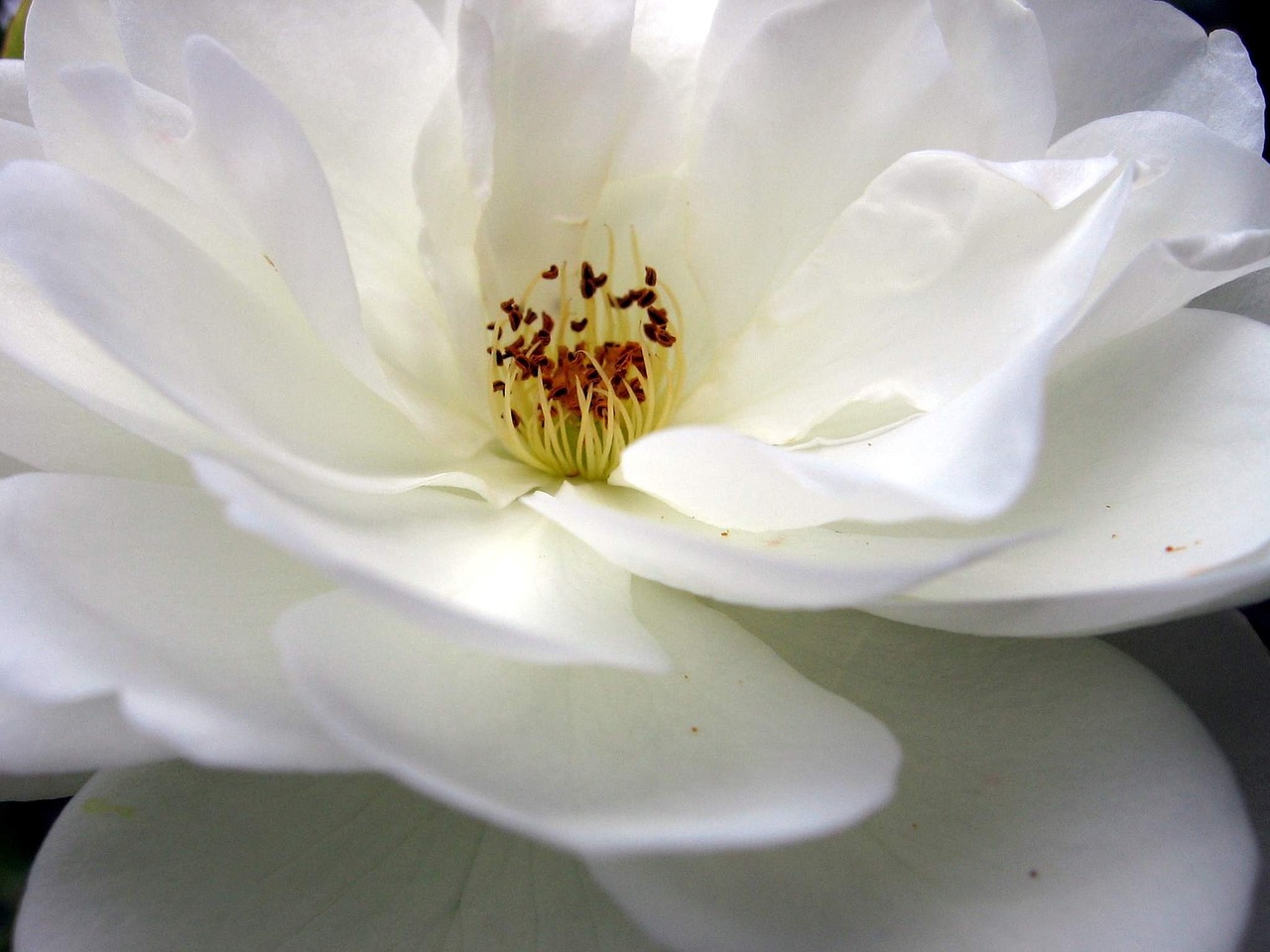 flower white rose free photo