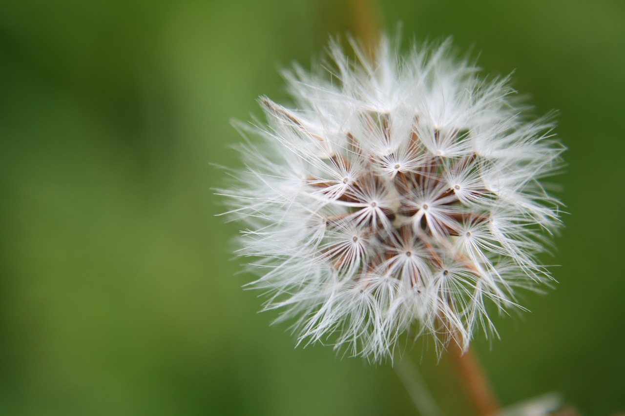 dandelion nature meadow free photo