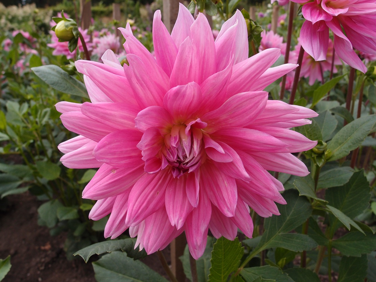 flower pink pink flower free photo