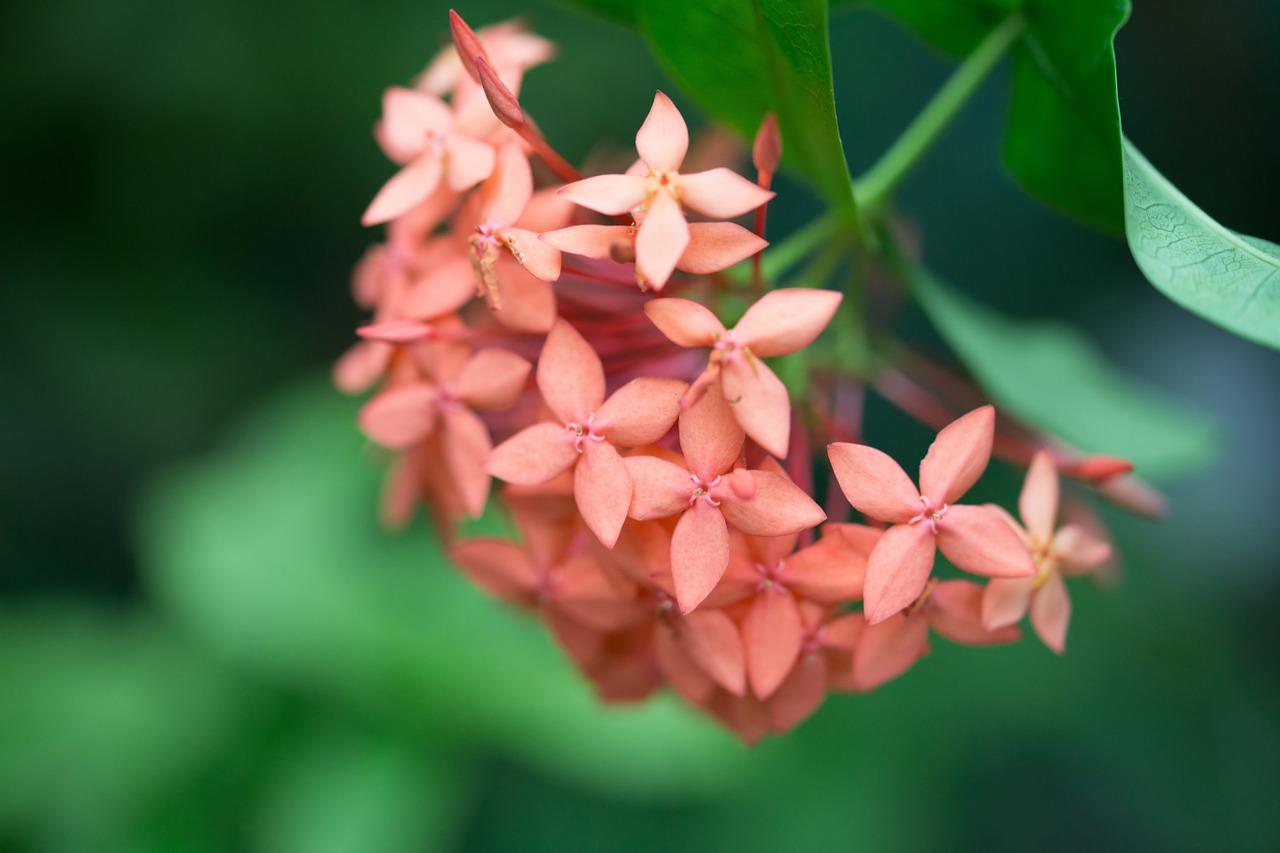 flower blossom bloom free photo