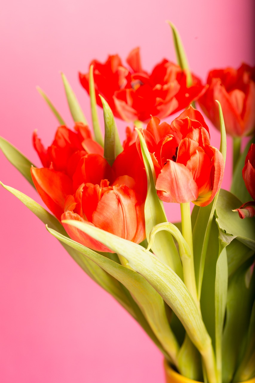 flower tulip bouquet free photo