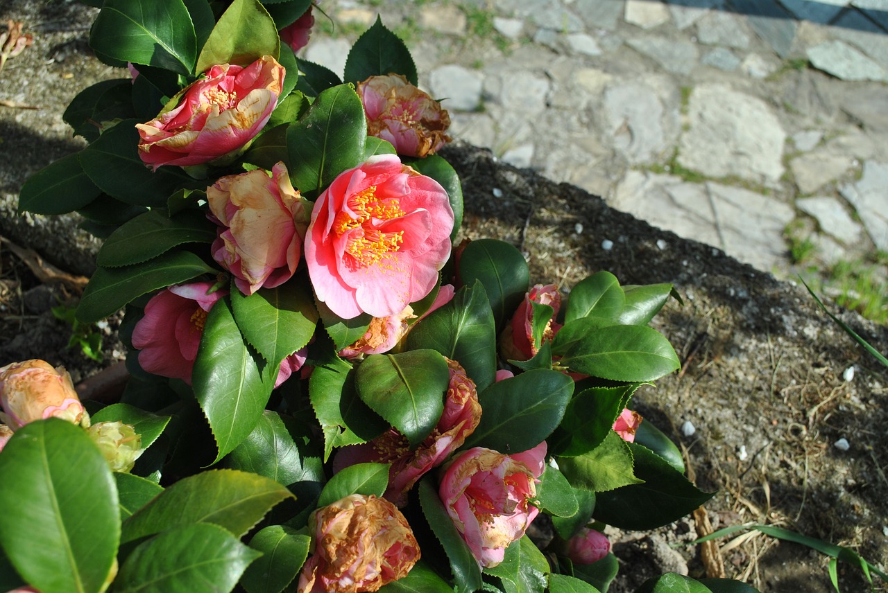 flower color camelia free photo