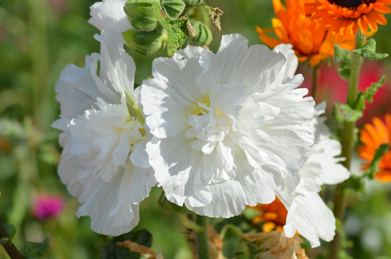 flower white flowers nature free photo