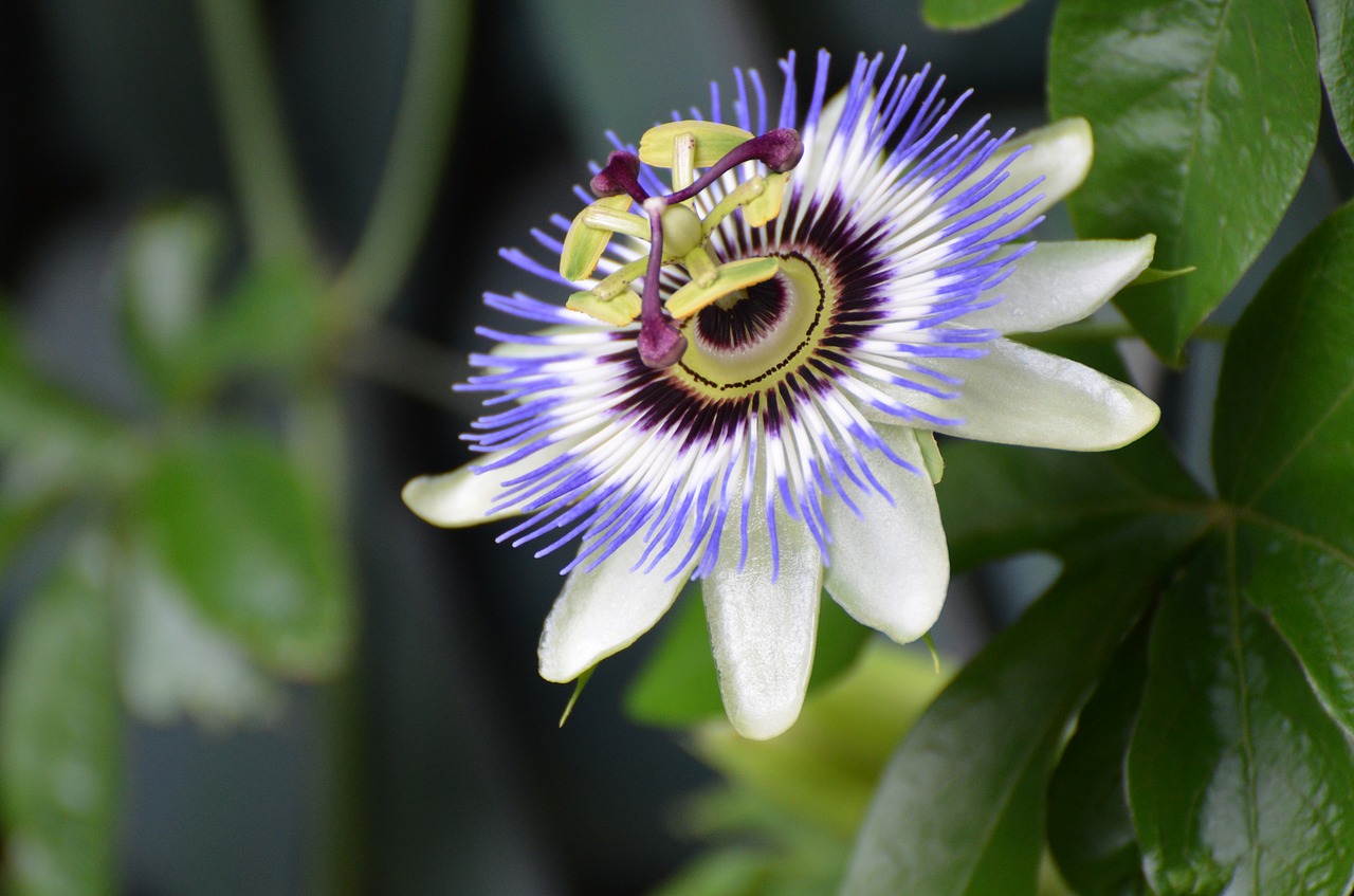 flower nature passion flower free photo