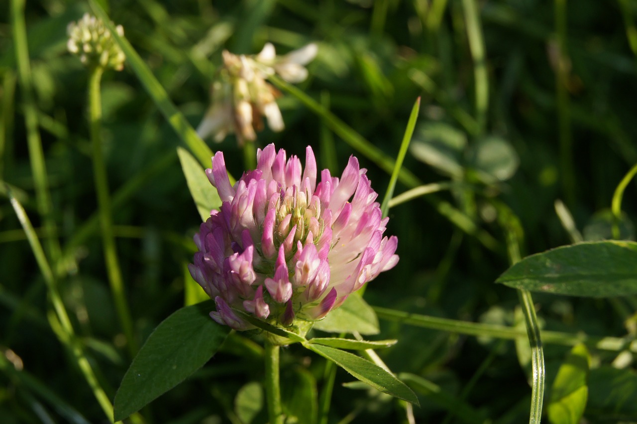 chive flower meadow free photo