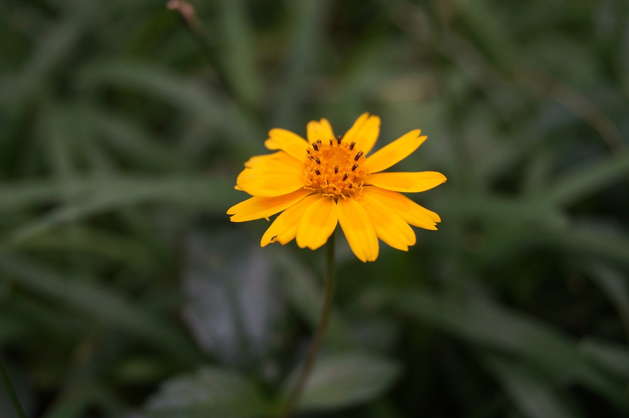 flower nature yellow flower free photo