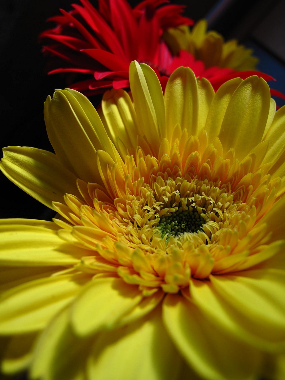 flower yellow red free photo