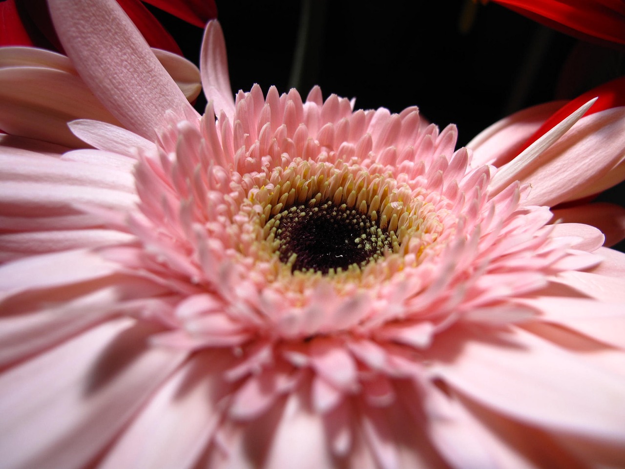 flower pink petals free photo