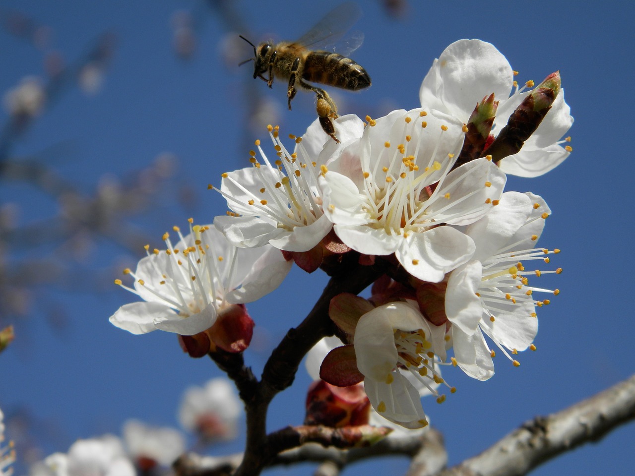 flower apricot bee free photo