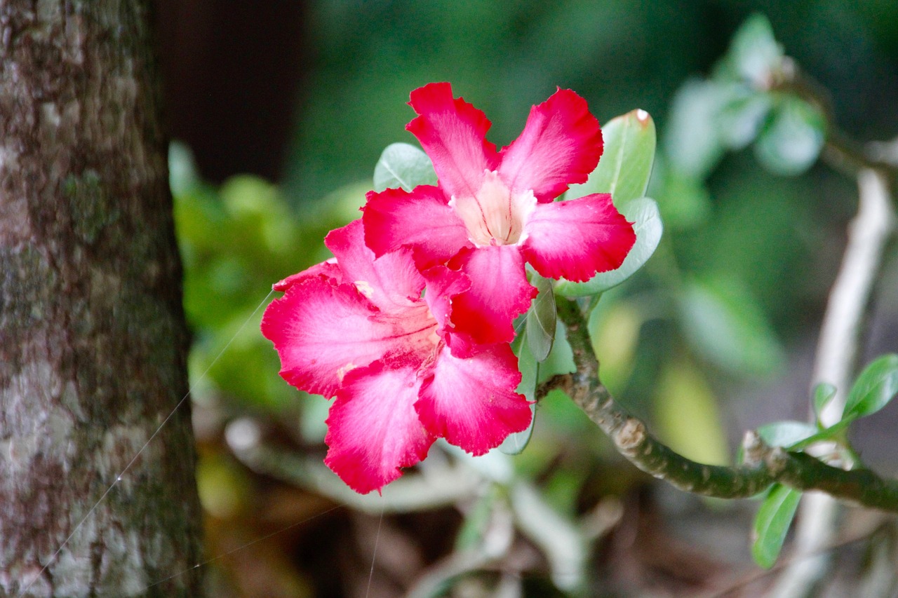 flower blossom bloom free photo