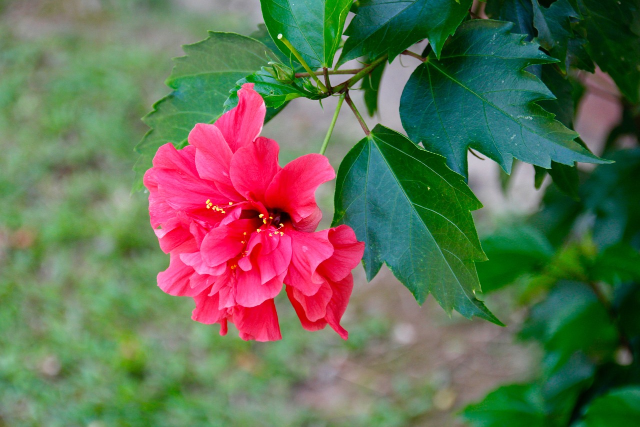 flower blossom bloom free photo