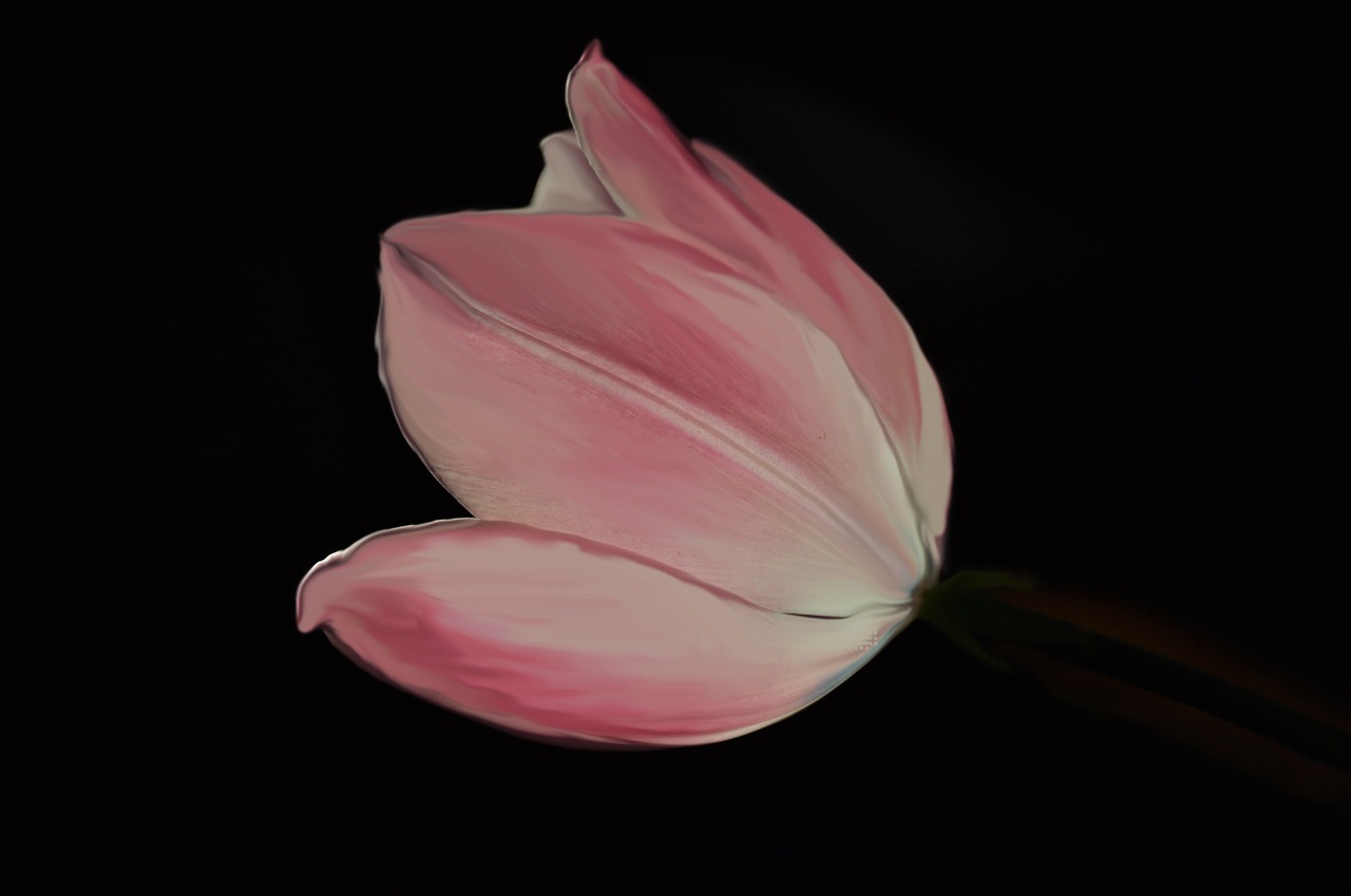 tulip pink flower free photo