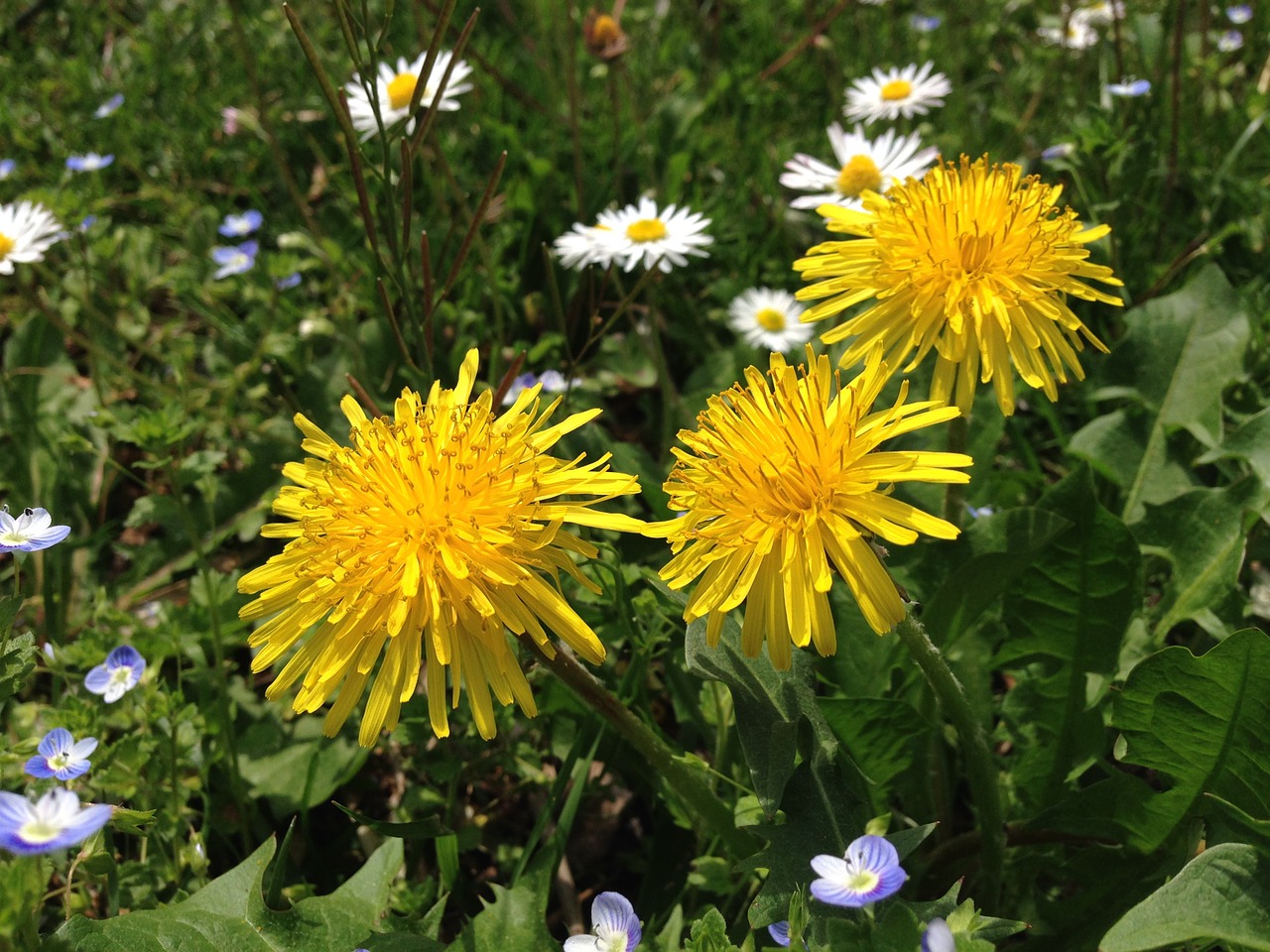 flower yellow nature free photo