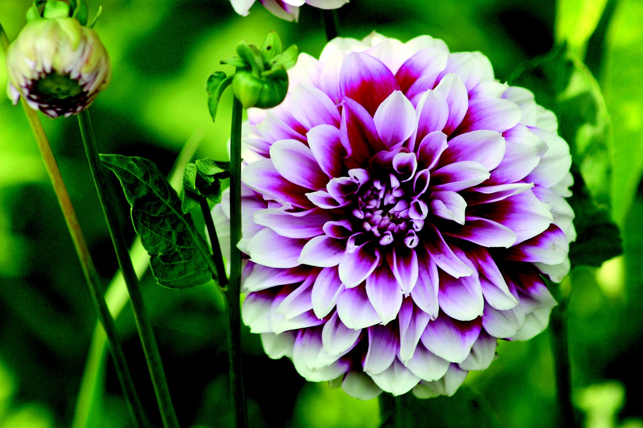 dahlia flower garden free photo