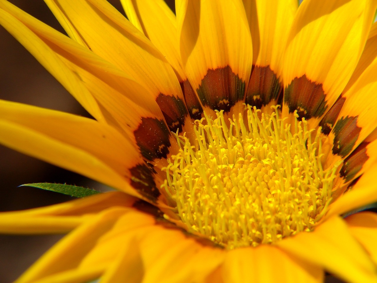 flower yellow flower sunflower free photo