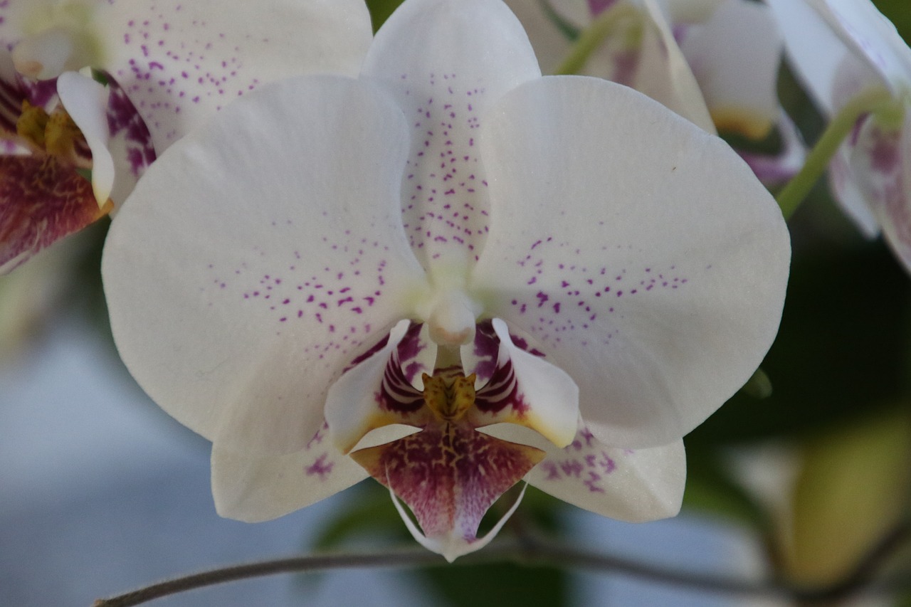 flower orchid white free photo