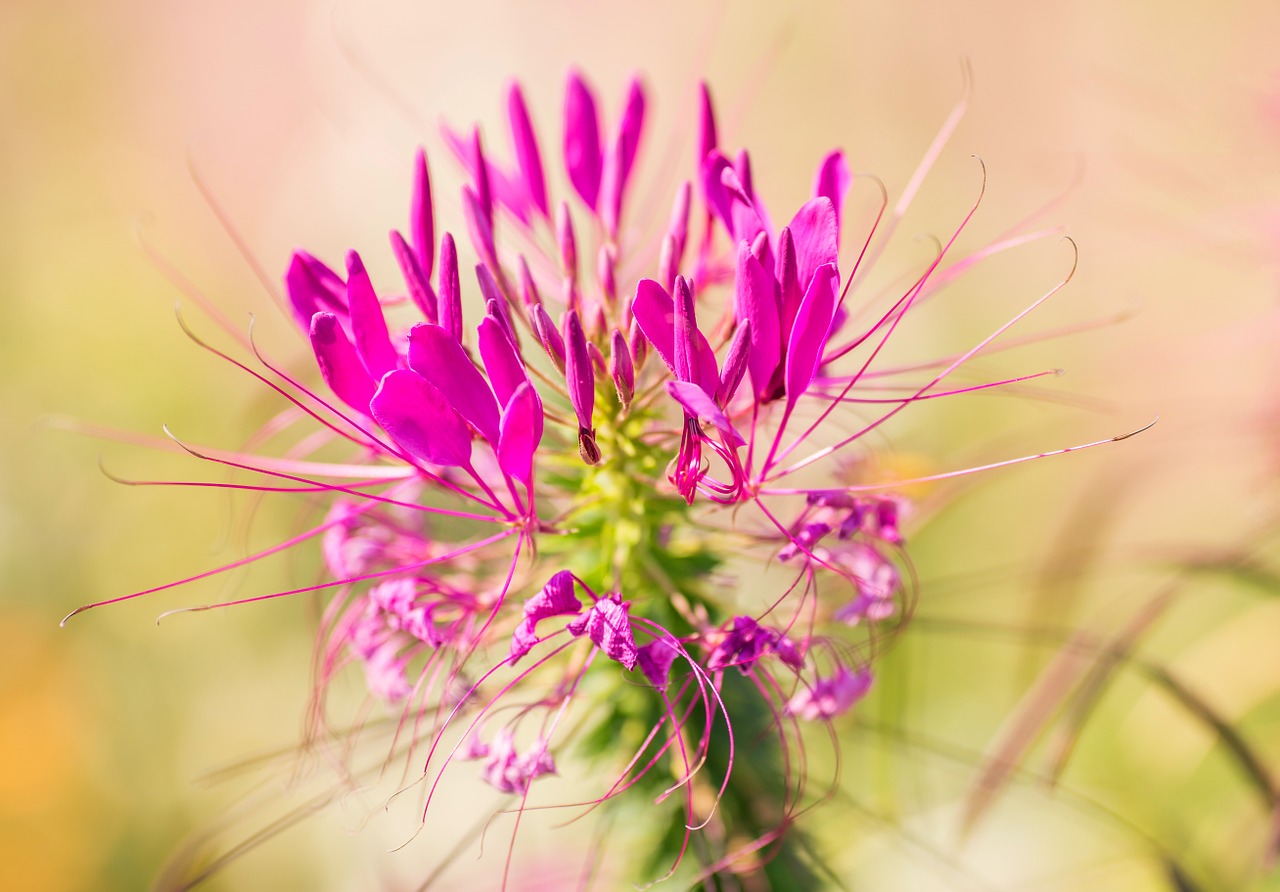 flower blossom bloom free photo