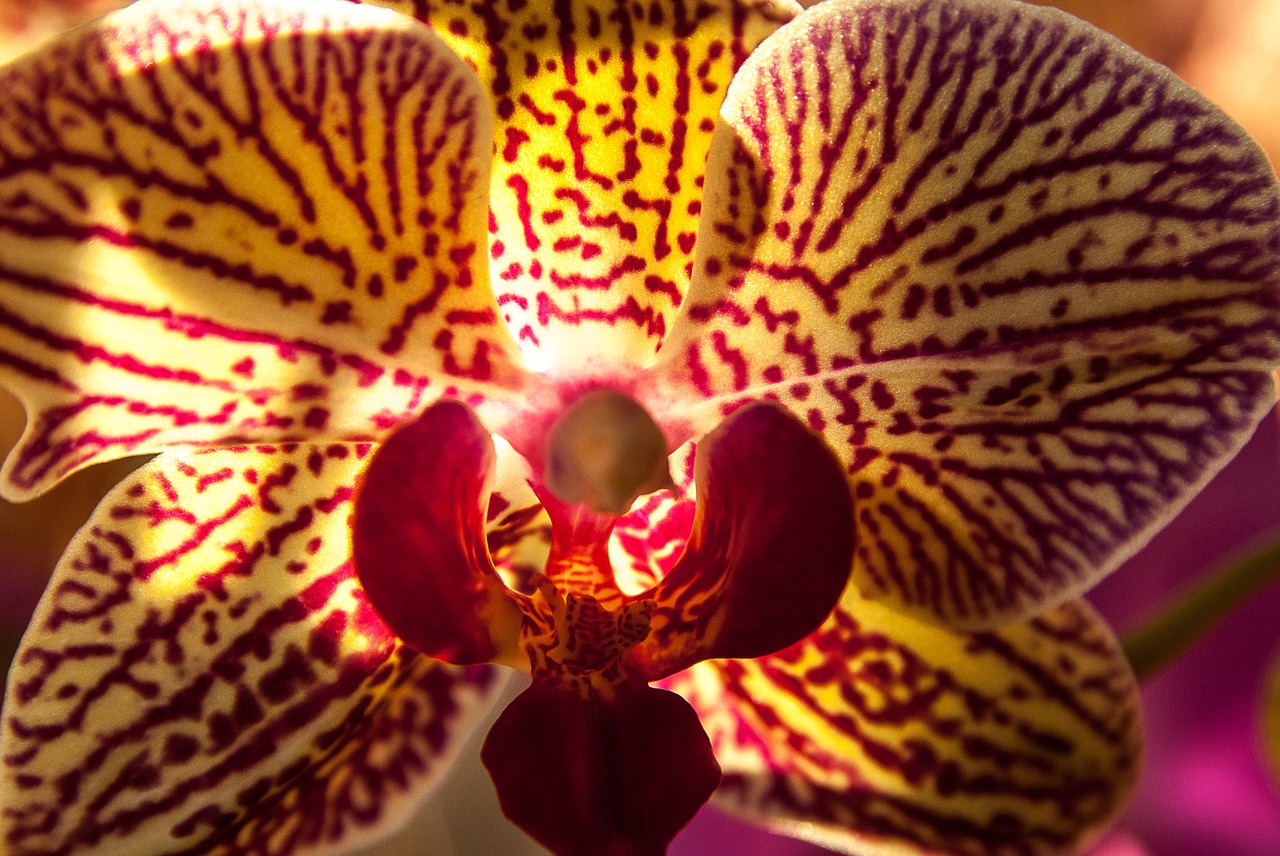 orchid flower flowering free photo