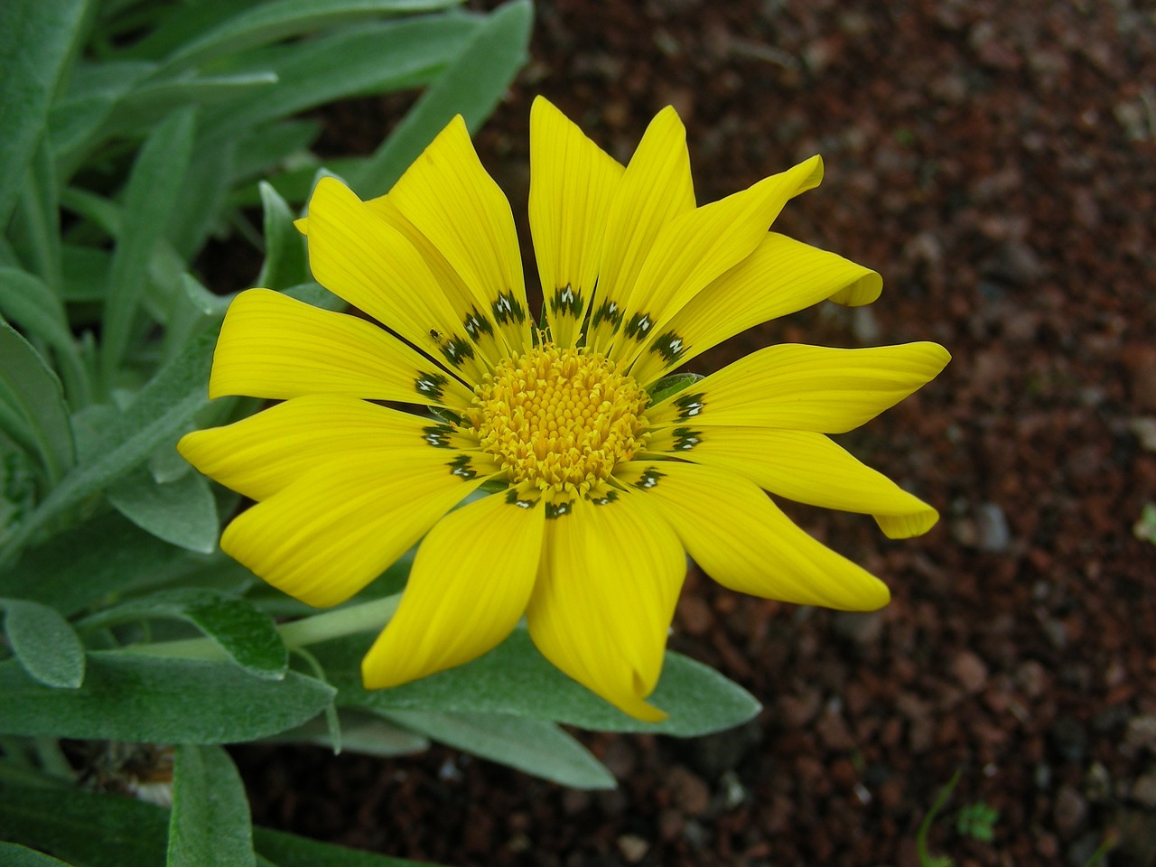 flower plant blossom free photo