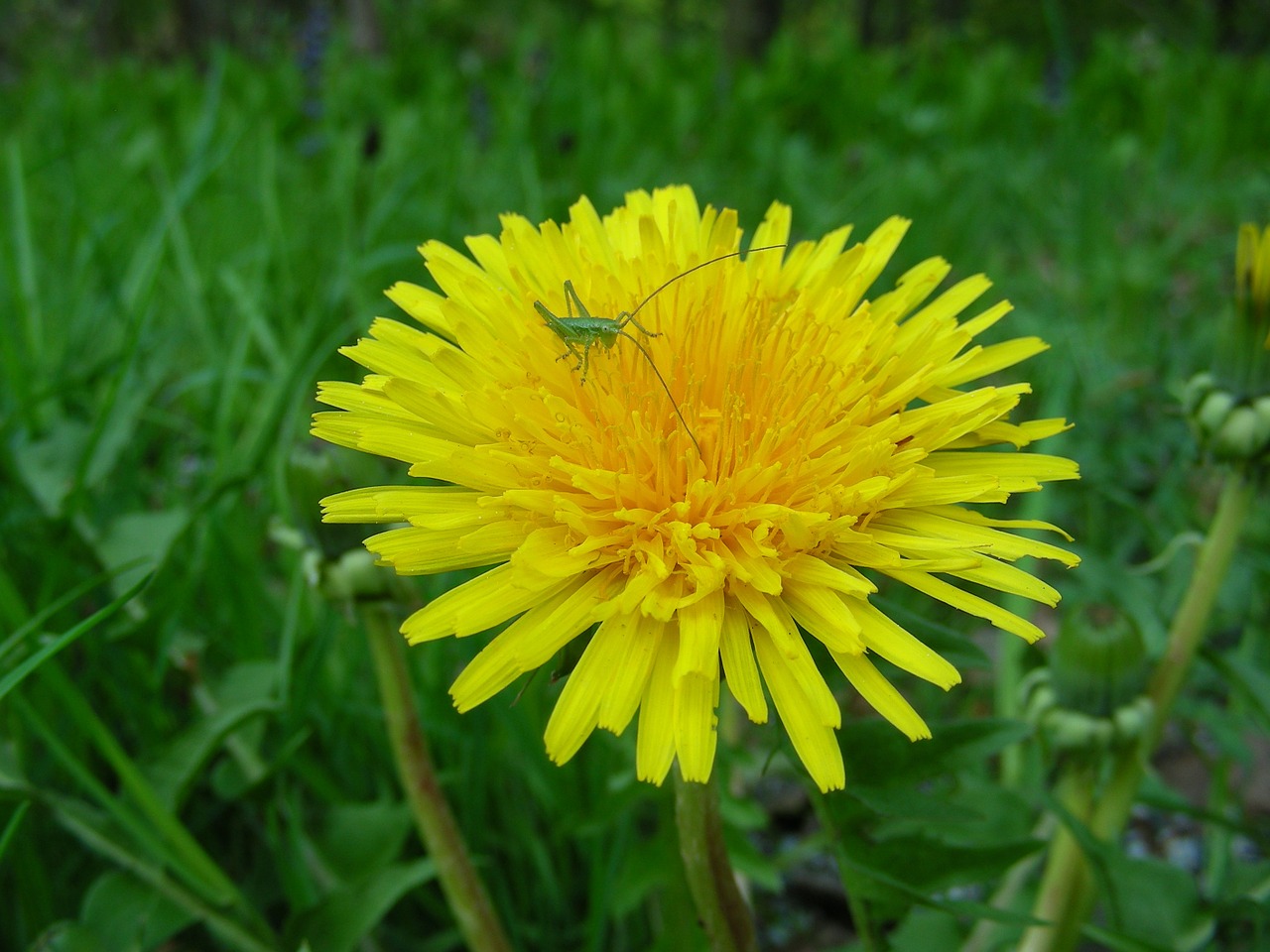 flower plant blossom free photo