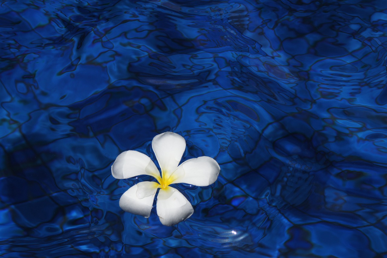 flower water spring free photo