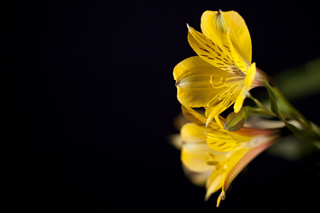 flower macro flora free photo